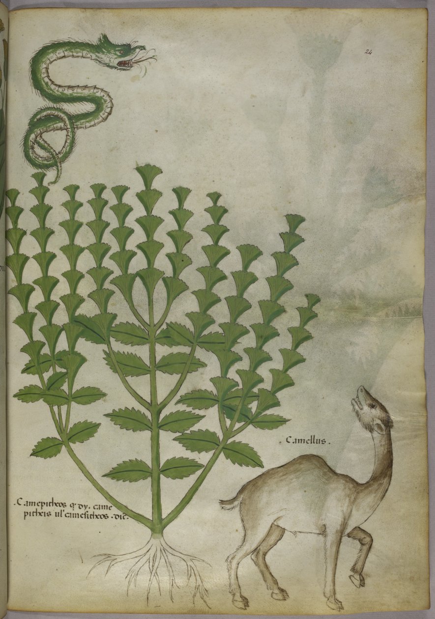Botanická ilustrace rostliny, hada a velblouda, c.1440 od Italian School