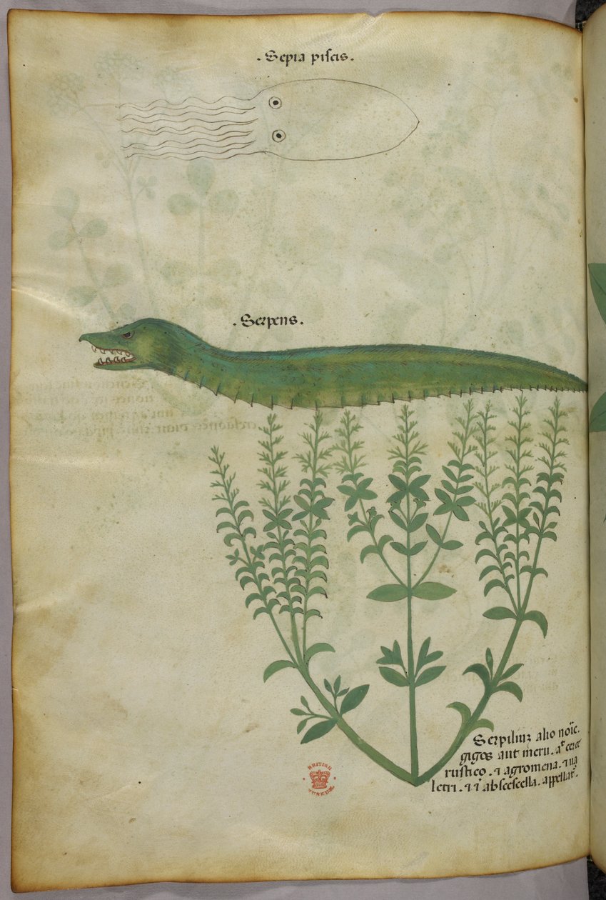 Botanická a zvířecí ilustrace rostliny, chobotnice a hada, asi 1440 (tuš a barva na pergamenu) od Italian School