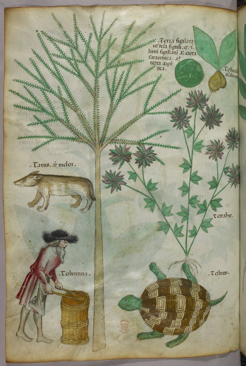 Botanická a zvířecí ilustrace rostlin, želvy, člověka a dalšího zvířete, asi 1440 (tuš a barva na pergamenu) od Italian School