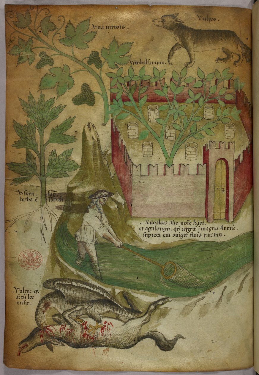 Botanická a zvířecí ilustrace rostlin, ohrazené zahrady, vlka, muže lovícího v potoce se sítí a supa klovajícího mršinu zvířete, asi 1440 (tuš a barva na pergamenu) od Italian School