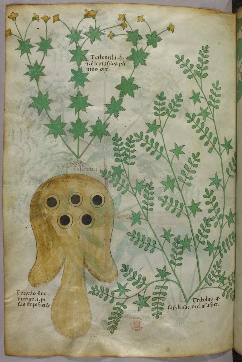 Botanická a zvířecí ilustrace rostlin a torpédovité ryby, asi 1440 (tuš a barva na pergamenu) od Italian School