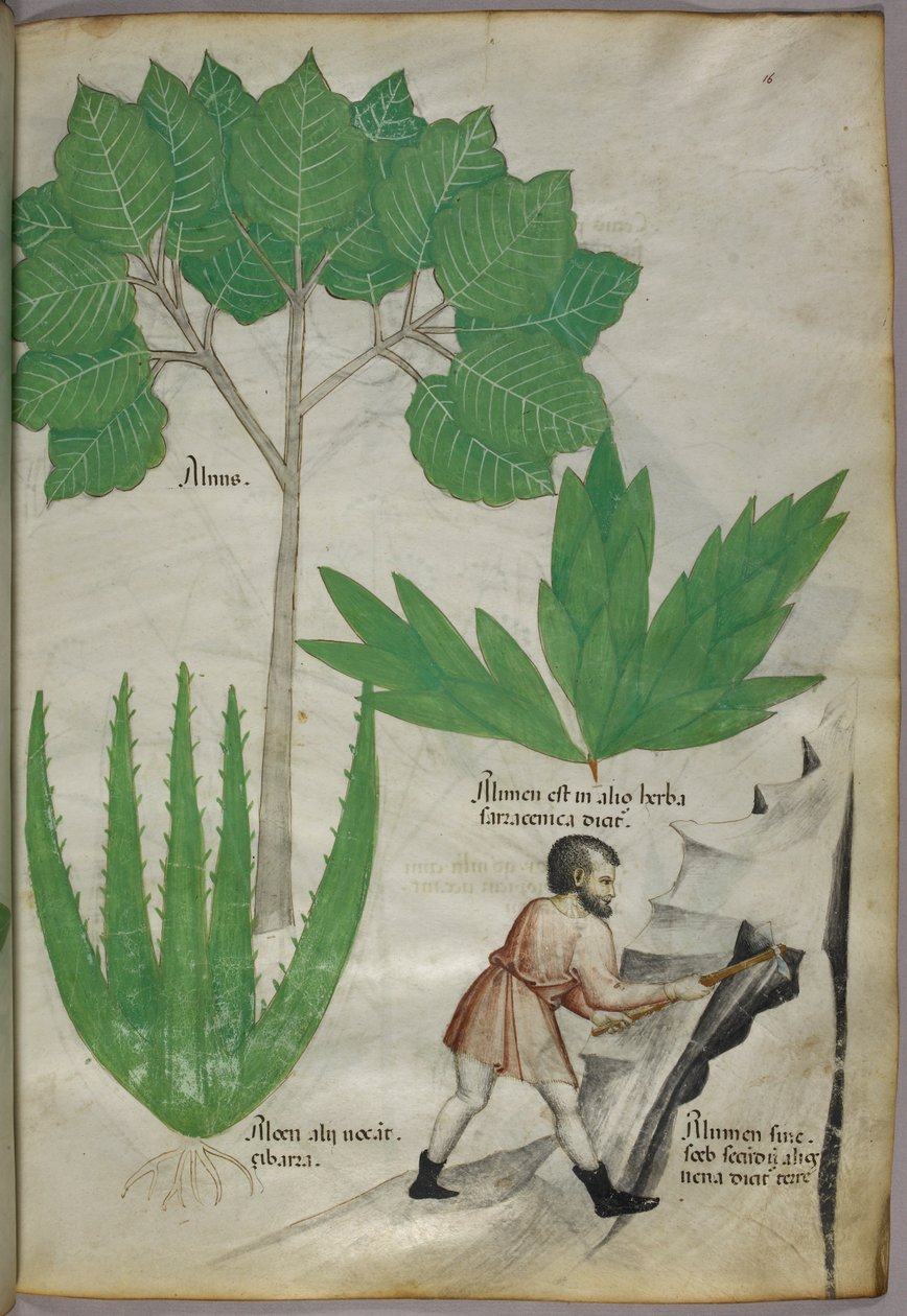 Botanická ilustrace muže se sekerou, který láme skálu za účelem těžby kamence, asi 1440 (tuš a barva na pergamenu) od Italian School