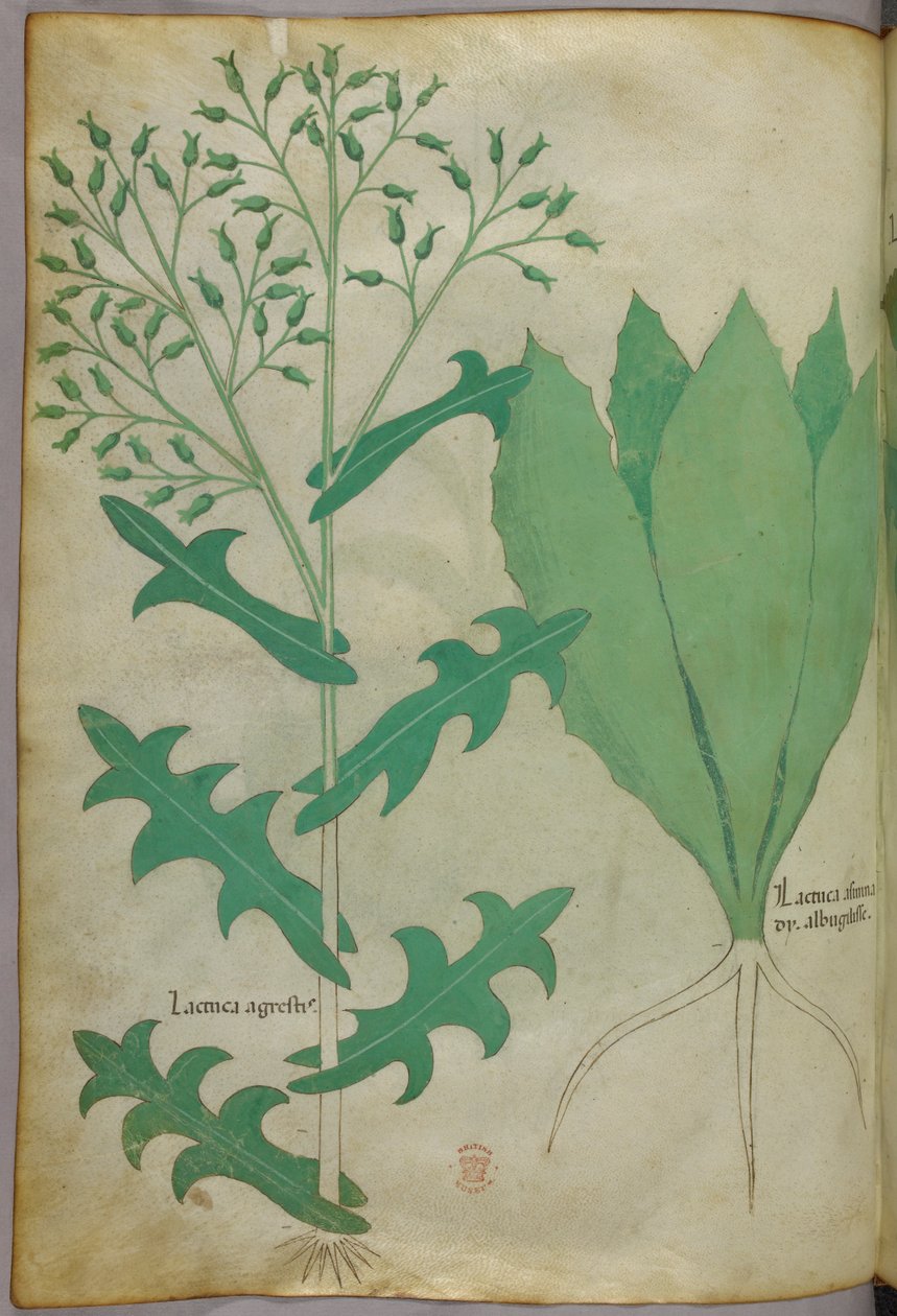 Botanická ilustrace, asi 1440 (tuš a barva na pergamenu) od Italian School