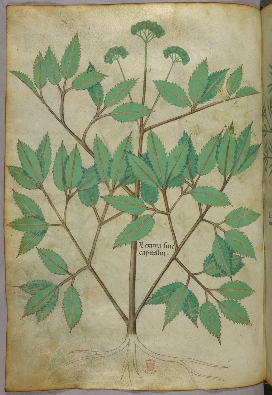 Botanická ilustrace, asi 1440 (tuš a barva na pergamenu) od Italian School