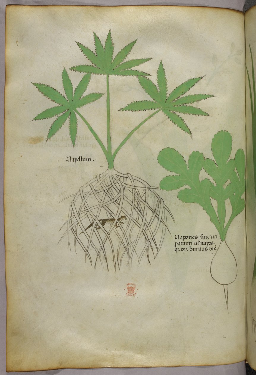 Botanická ilustrace, asi 1440 (tuš a barva na pergamenu) od Italian School