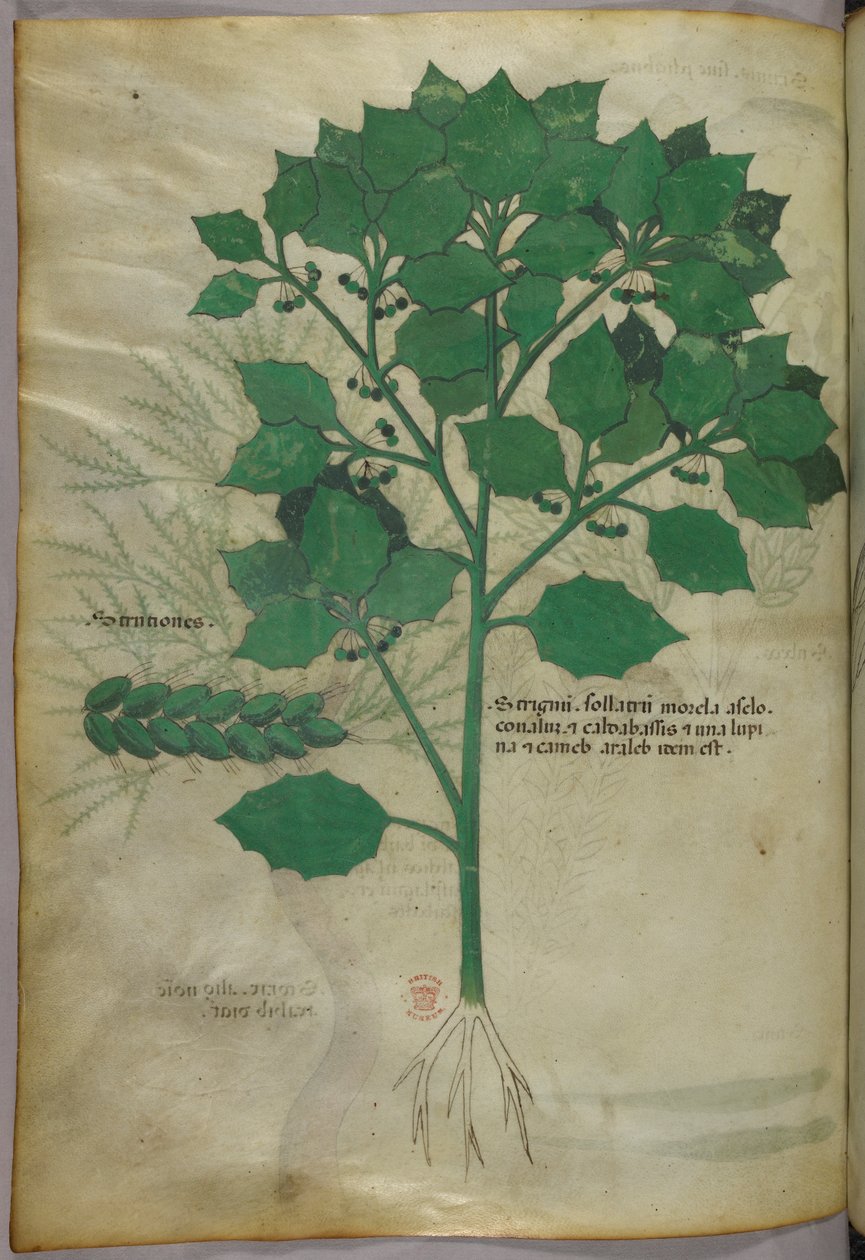 Botanická ilustrace, asi 1440 (tuš a barva na pergamenu) od Italian School