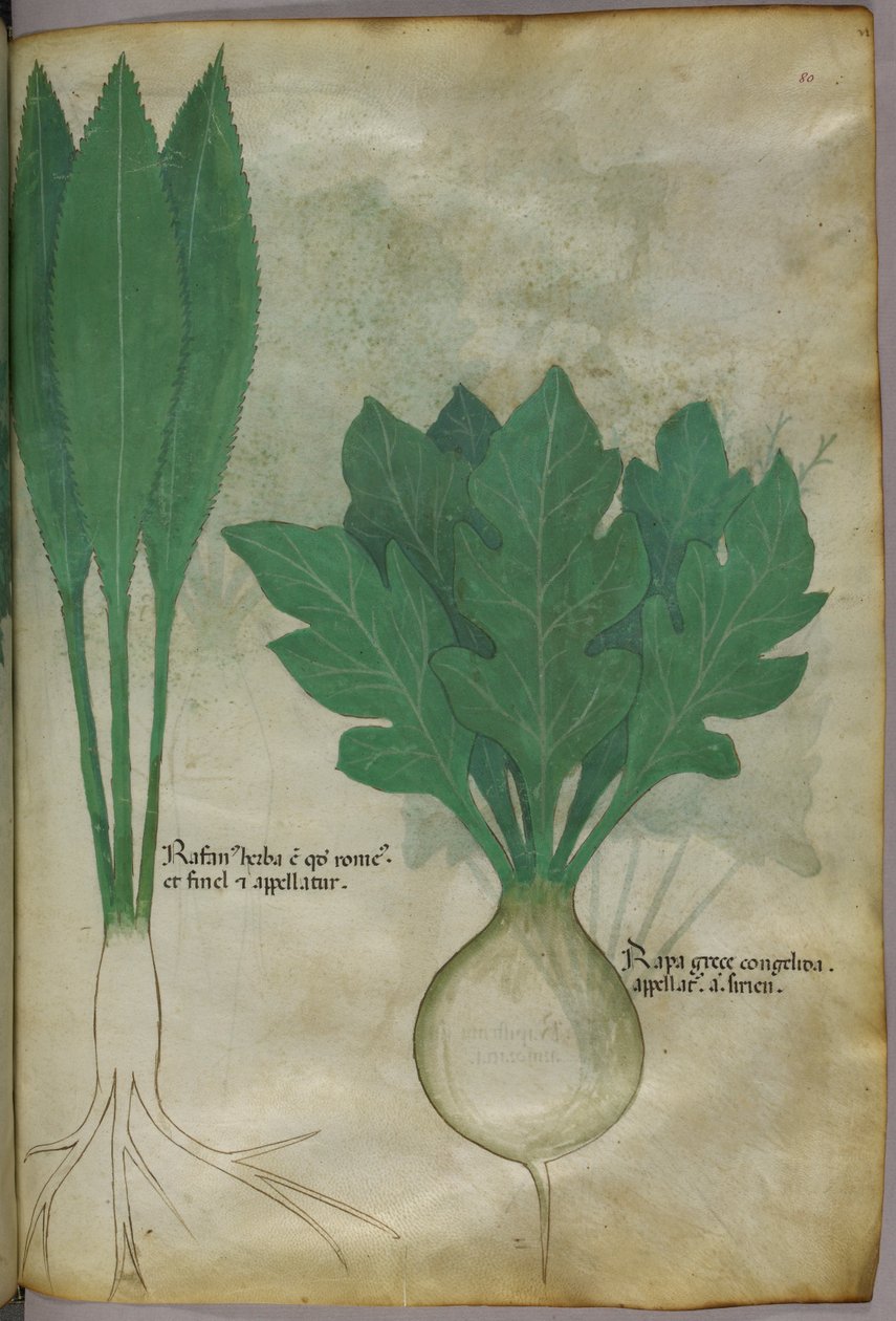 Botanická ilustrace, asi 1440 (tuš a barva na pergamenu) od Italian School