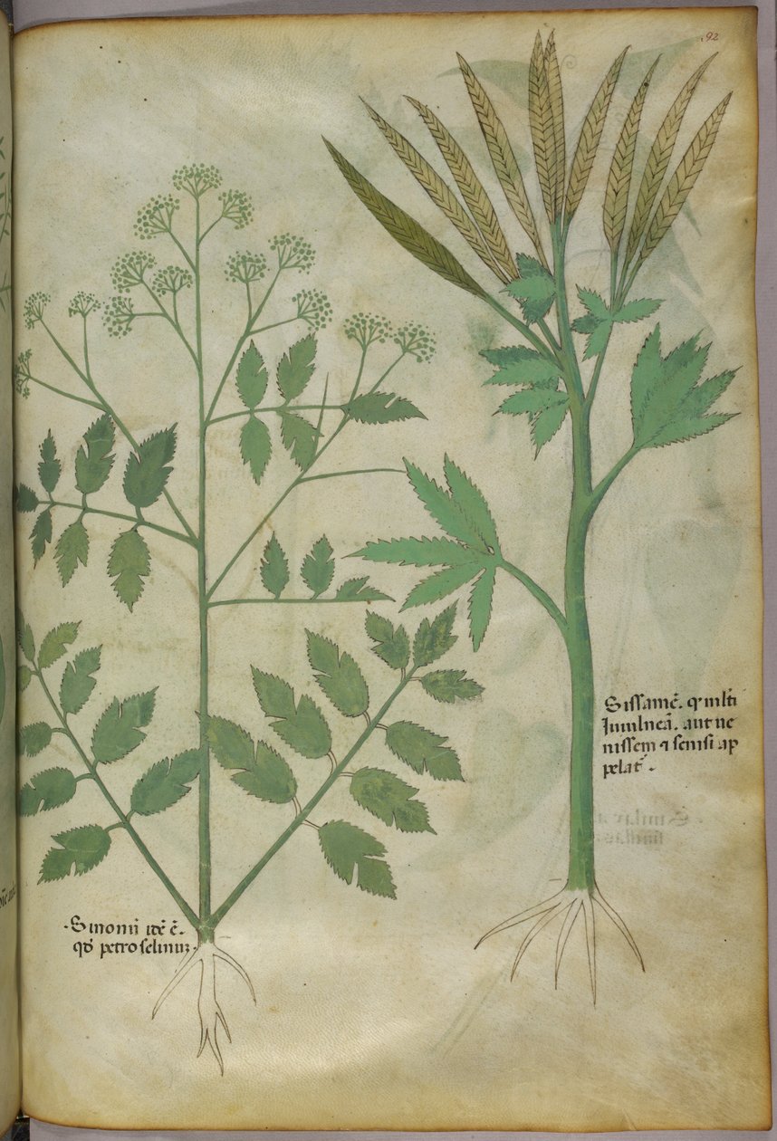 Botanická ilustrace, asi 1440 (tuš a barva na pergamenu) od Italian School