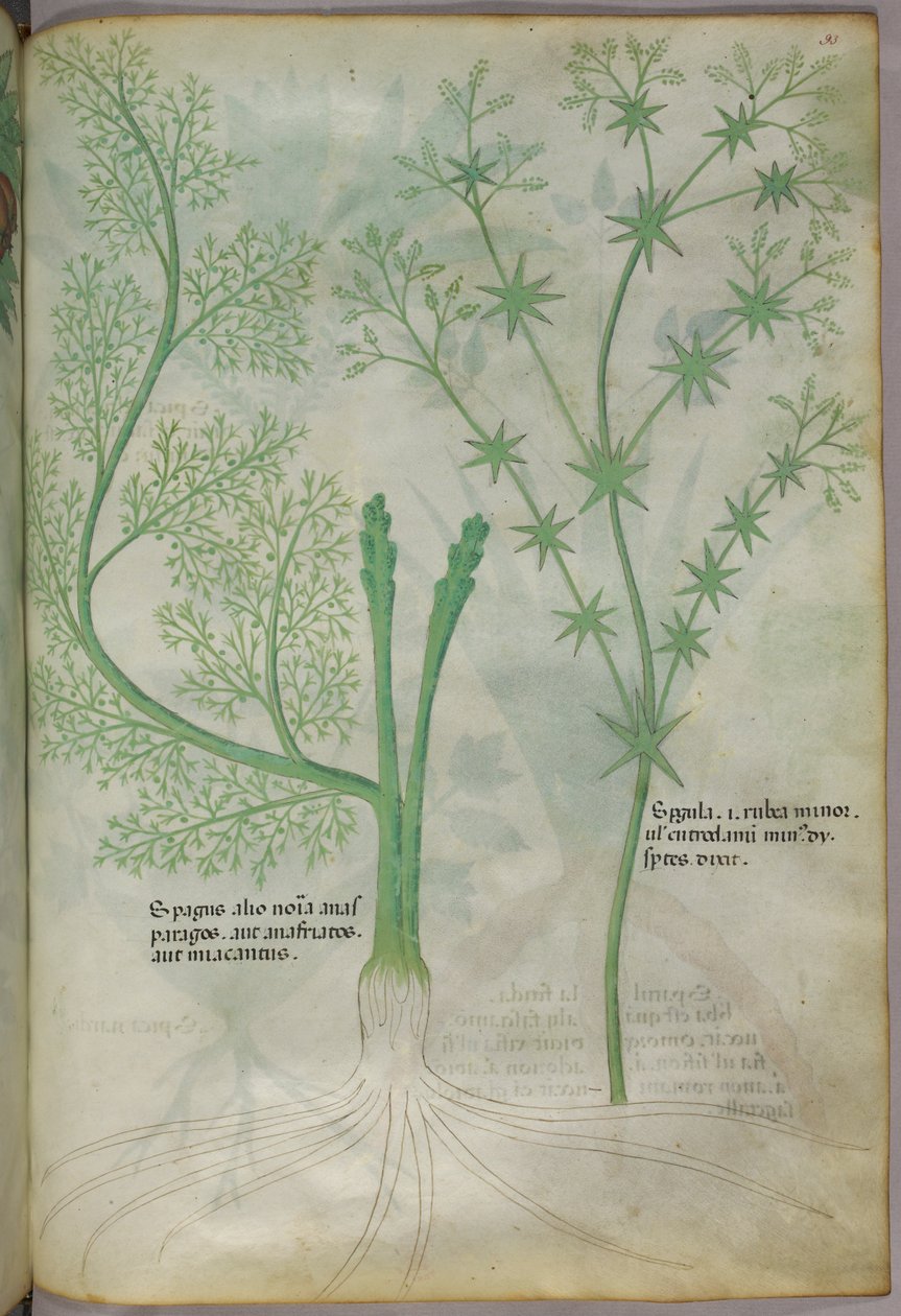 Botanická ilustrace, asi 1440 (tuš a barva na pergamenu) od Italian School