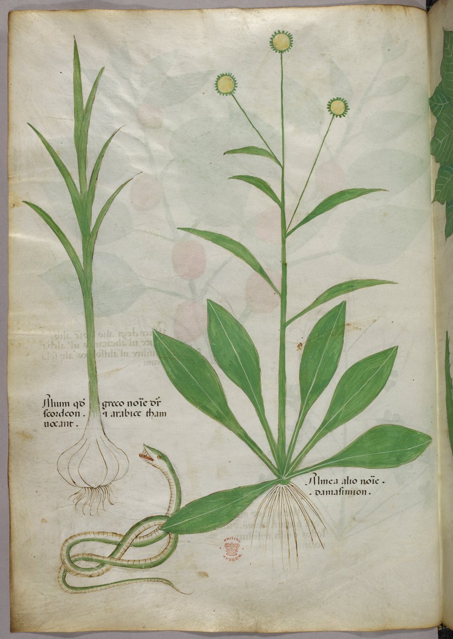 Botanická ilustrace, asi 1440 (tuš a barva na pergamenu) od Italian School