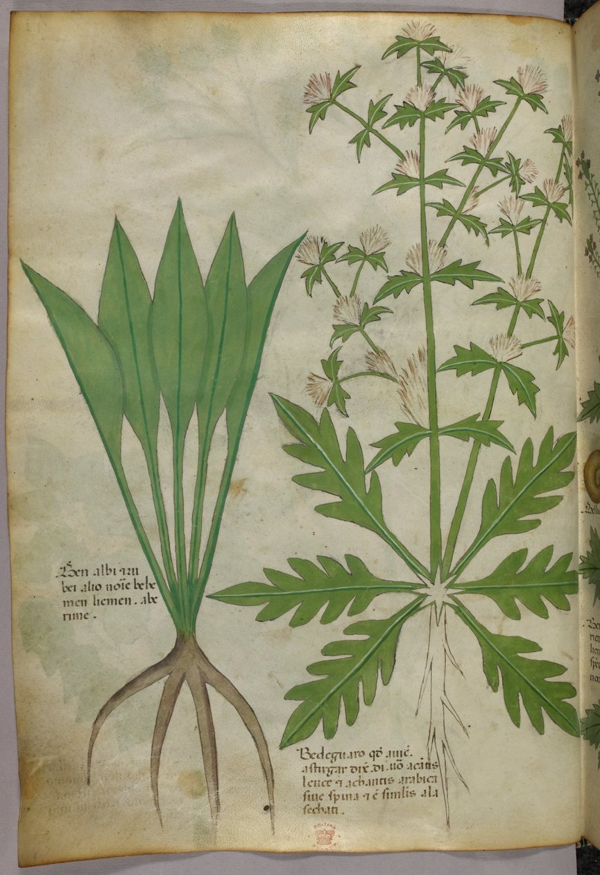 Botanická ilustrace, asi 1440 (tuš a barva na pergamenu) od Italian School