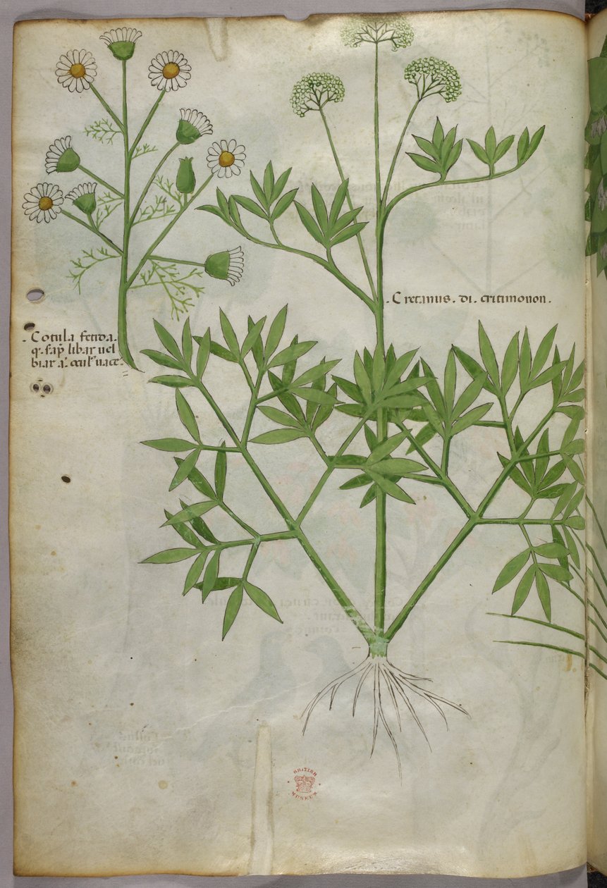 Botanická ilustrace, asi 1440 (tuš a barva na pergamenu) od Italian School