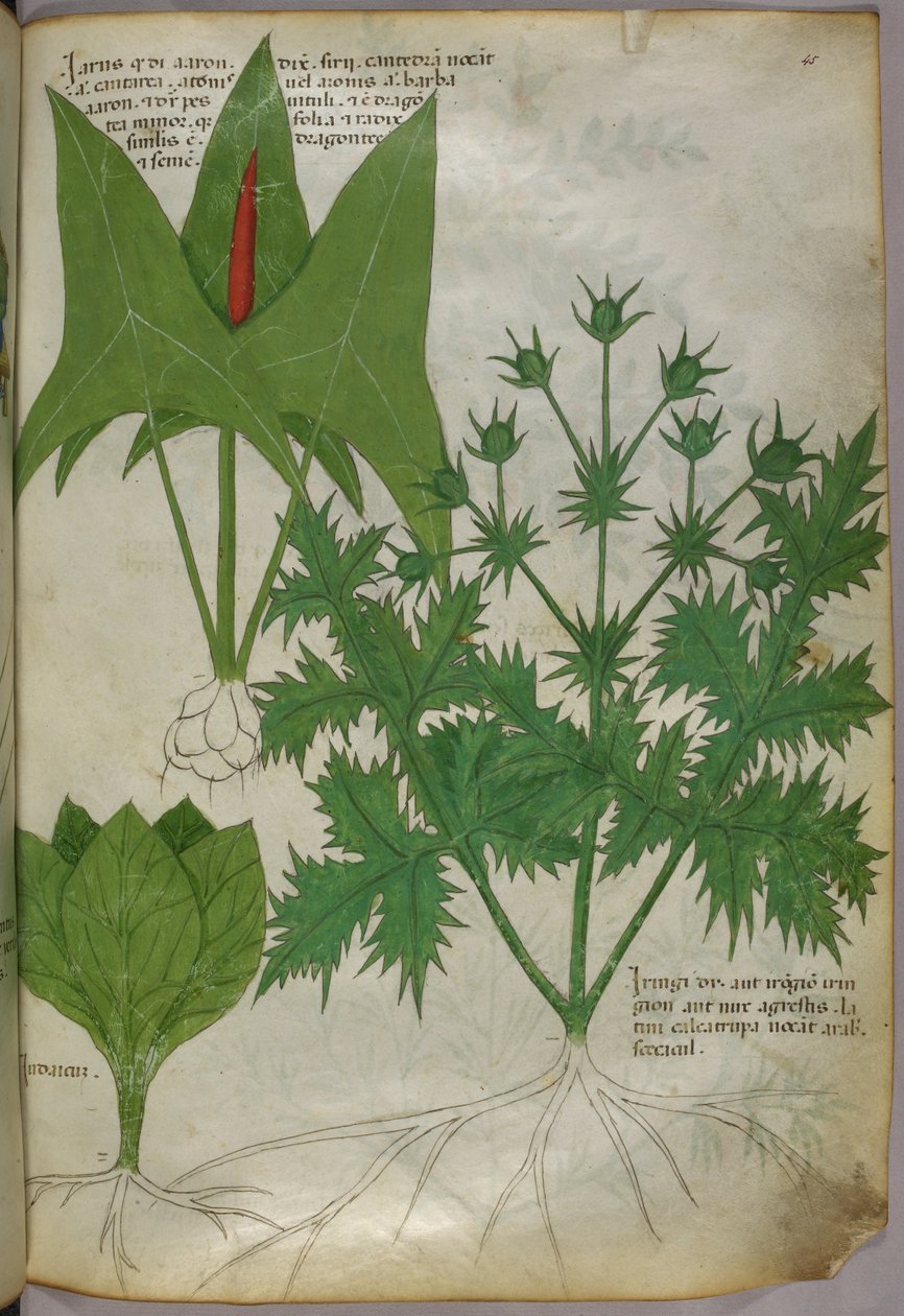 Botanická ilustrace, asi 1440 (tuš a barva na pergamenu) od Italian School