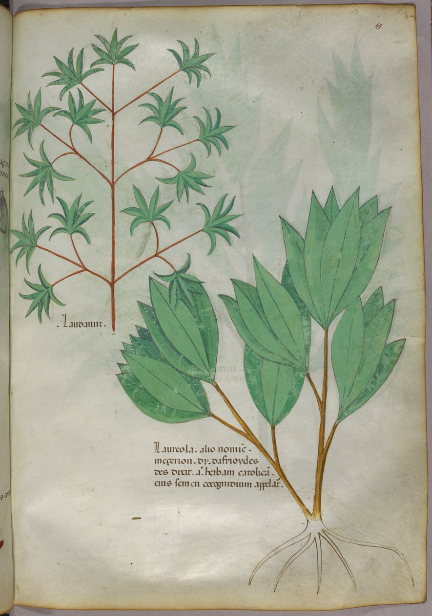 Botanická ilustrace, asi 1440 (tuš a barva na pergamenu) od Italian School