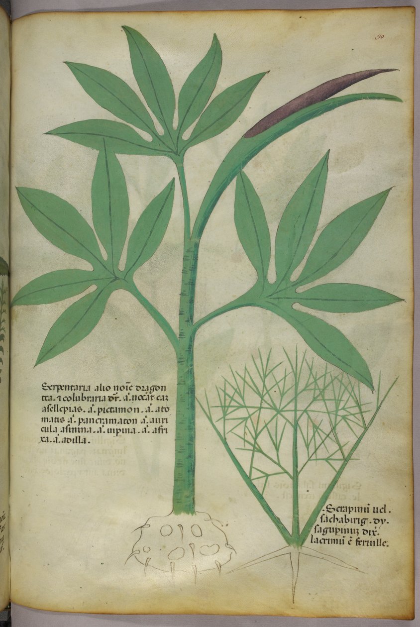 Botanická ilustrace, asi 1440 (tuš a barva na pergamenu) od Italian School