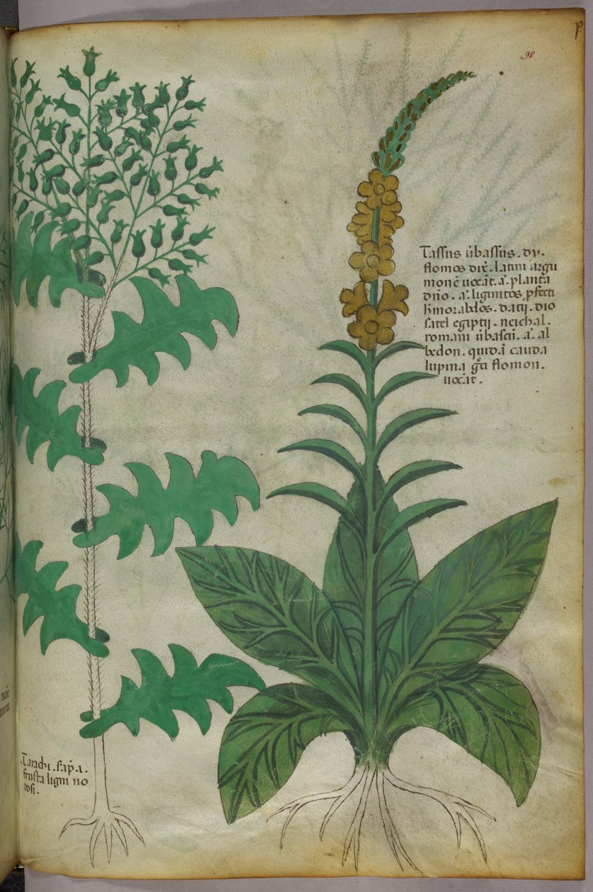 Botanická ilustrace, asi 1440 (tuš a barva na pergamenu) od Italian School