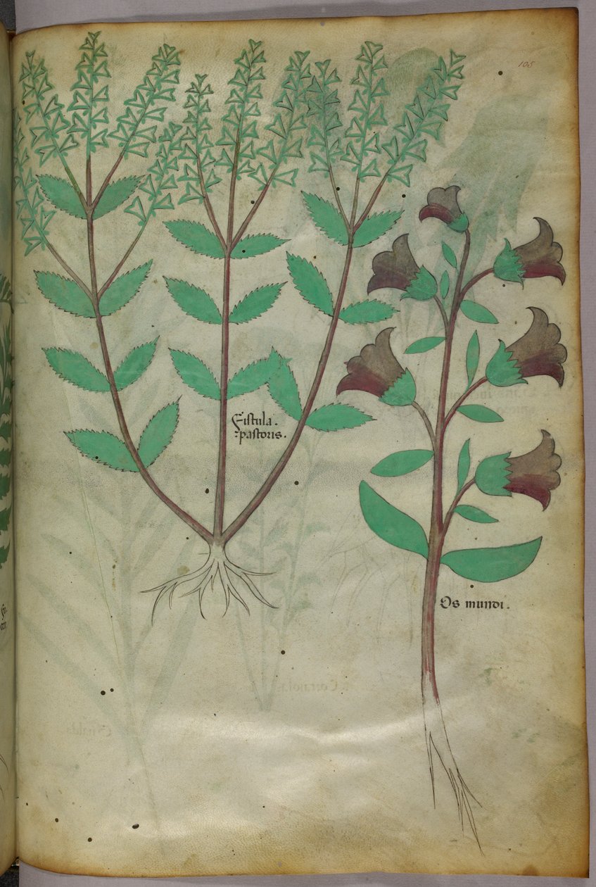Botanická ilustrace, asi 1440 (tuš a barva na pergamenu) od Italian School