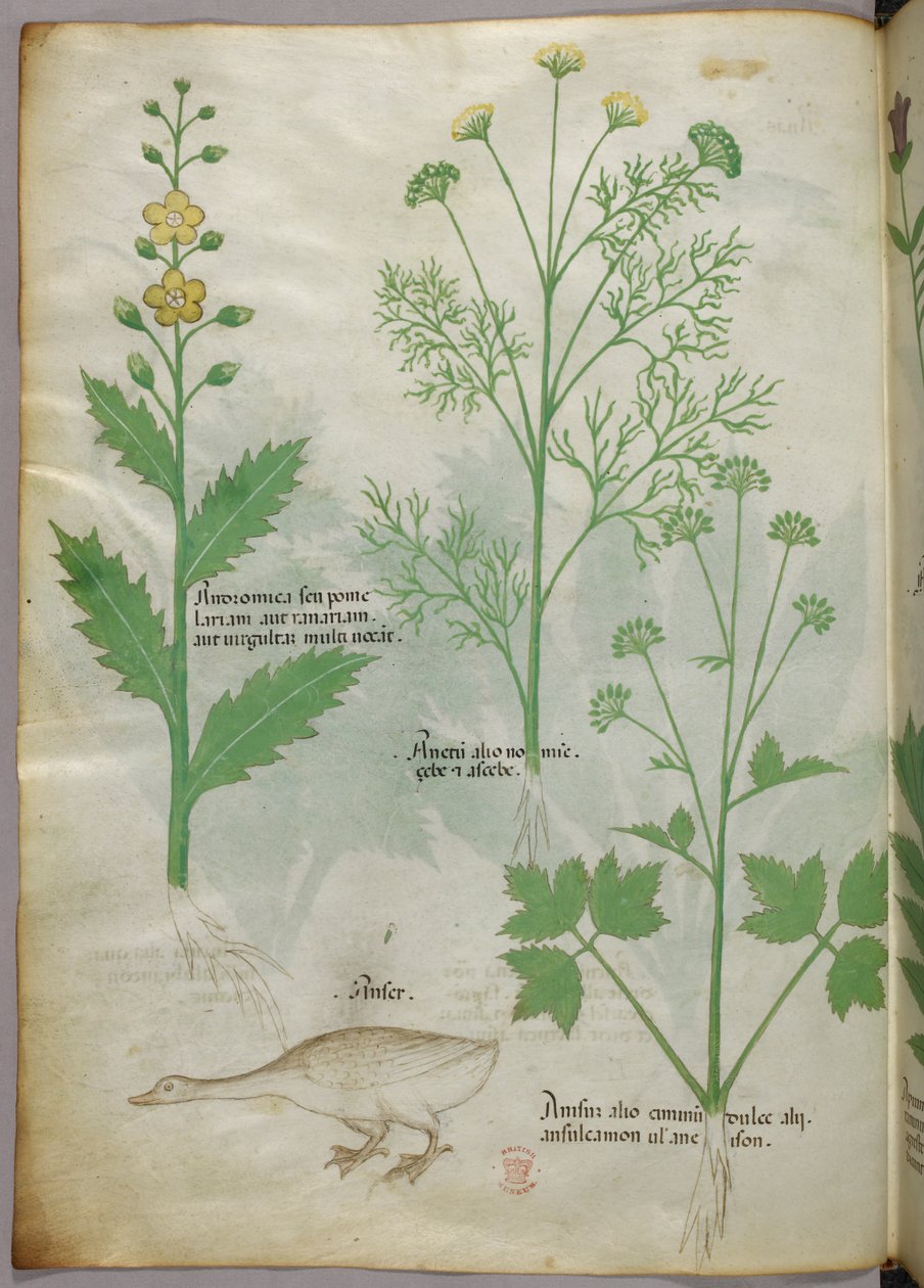 Botanická ilustrace, asi 1440 (tuš a barva na pergamenu) od Italian School