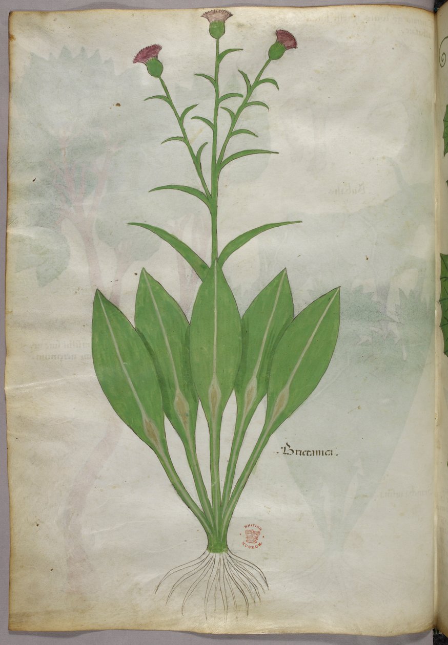 Botanická ilustrace, asi 1440 (tuš a barva na pergamenu) od Italian School