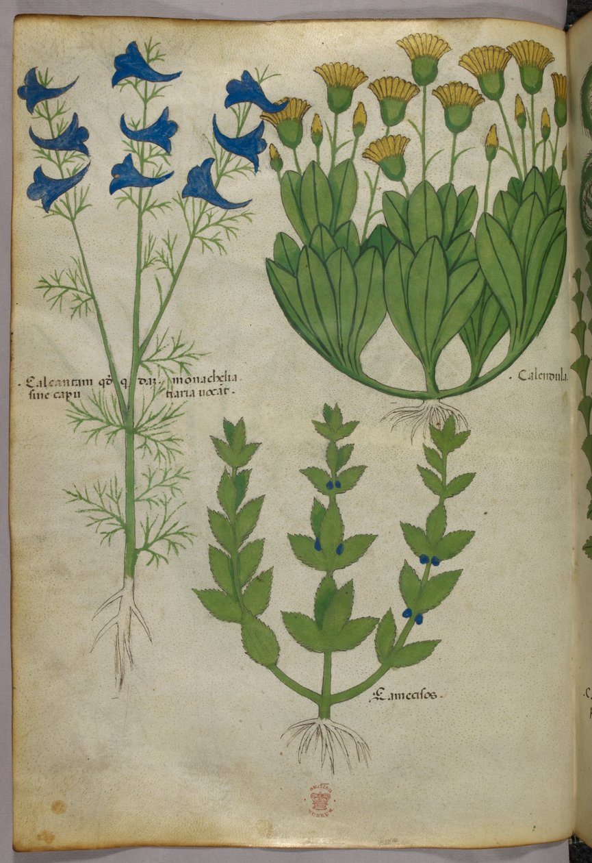 Botanická ilustrace, asi 1440 (tuš a barva na pergamenu) od Italian School