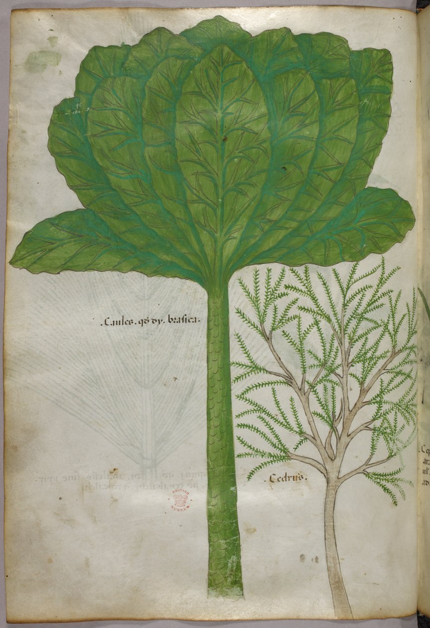Botanická ilustrace, asi 1440 (tuš a barva na pergamenu) od Italian School