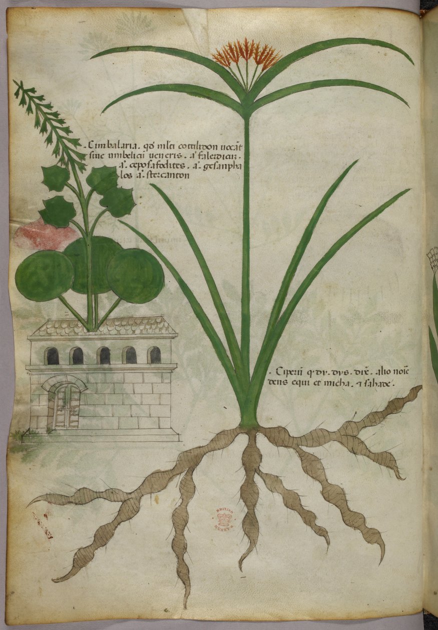 Botanická ilustrace, asi 1440 (tuš a barva na pergamenu) od Italian School