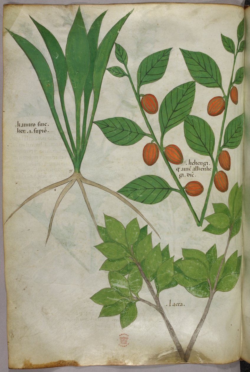 Botanická ilustrace, asi 1440 (tuš a barva na pergamenu) od Italian School