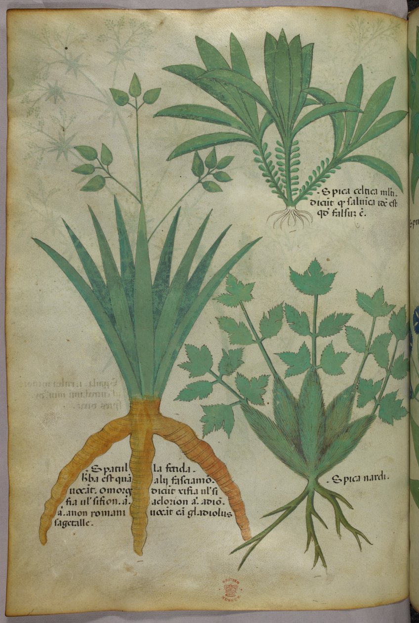 Botanická ilustrace, asi 1440 (tuš a barva na pergamenu) od Italian School