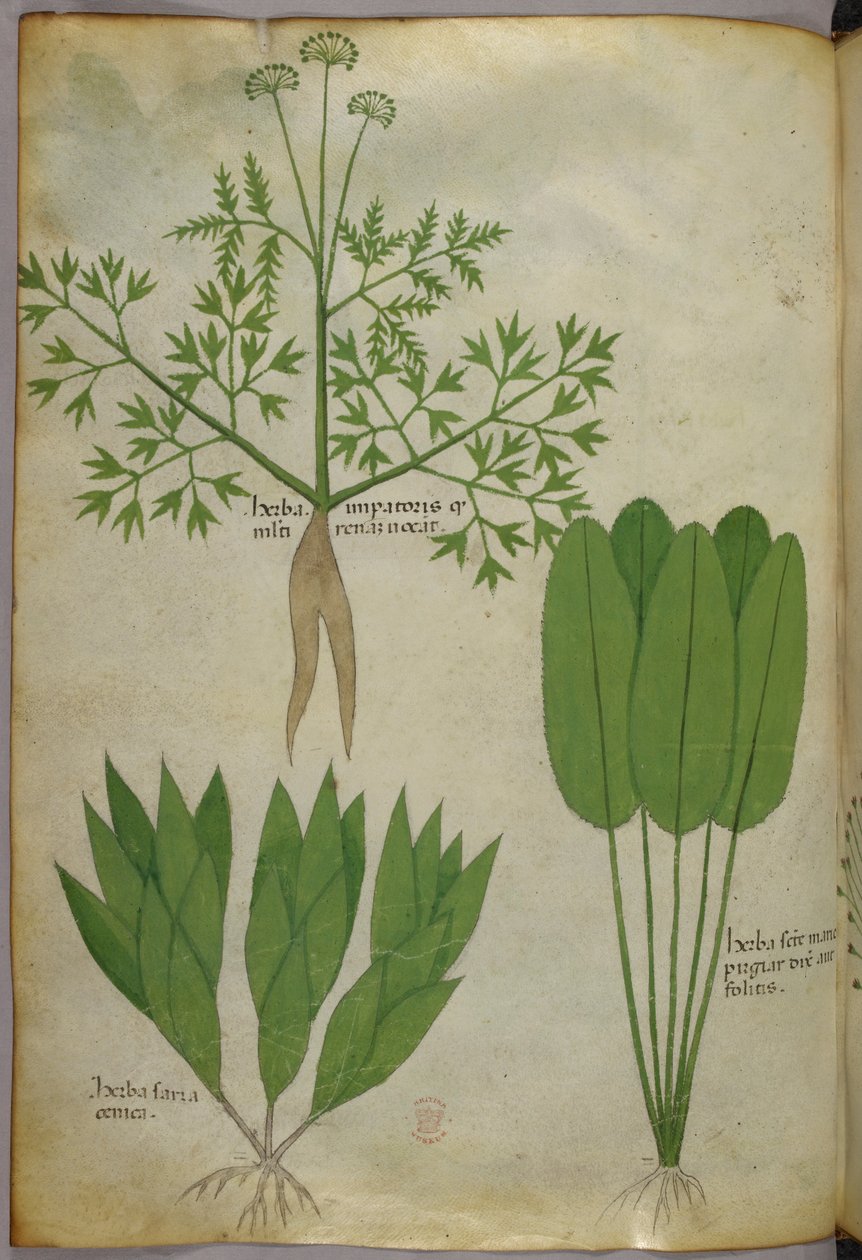 Botanická ilustrace, asi 1440 (tuš a barva na pergamenu) od Italian School