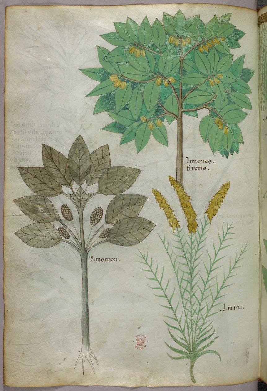Botanická ilustrace, asi 1440 (tuš a barva na pergamenu) od Italian School