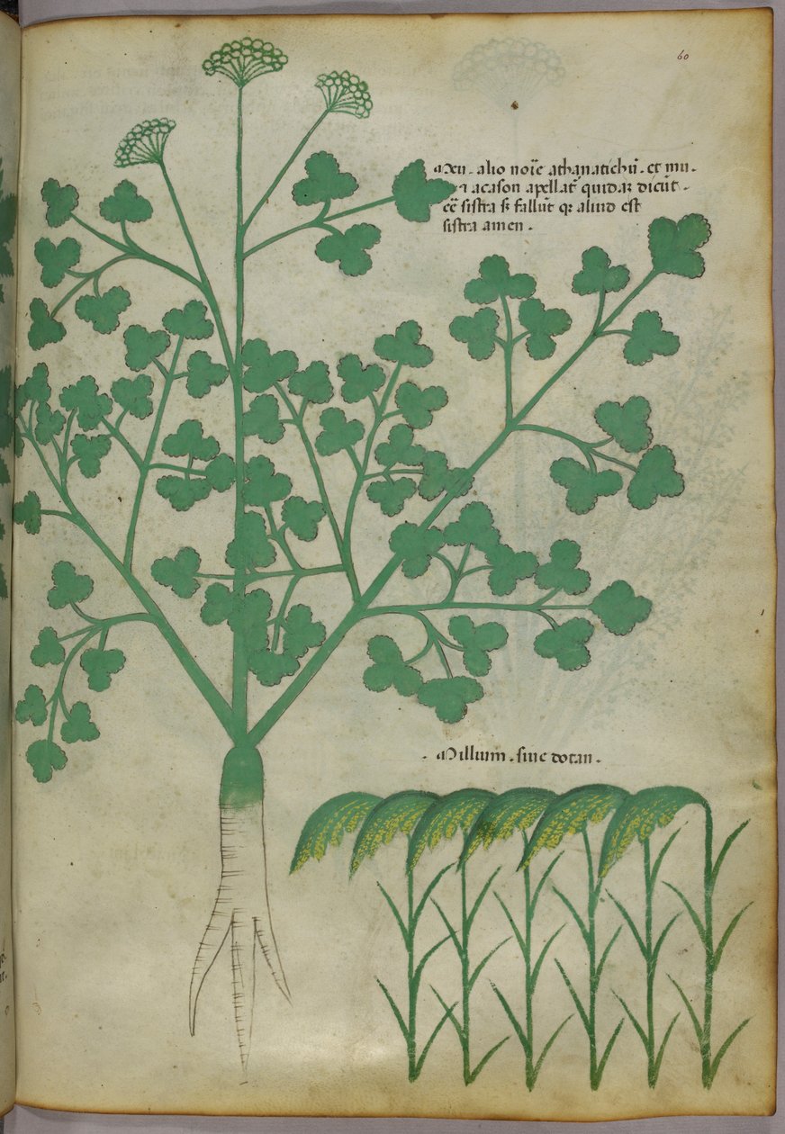 Botanická ilustrace, asi 1440 (tuš a barva na pergamenu) od Italian School