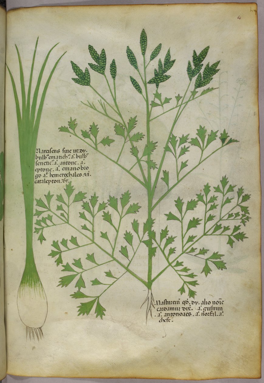 Botanická ilustrace, asi 1440 (tuš a barva na pergamenu) od Italian School