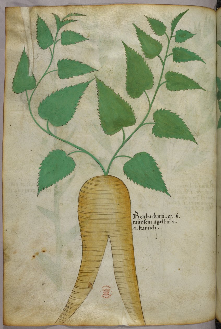 Botanická ilustrace, asi 1440 (tuš a barva na pergamenu) od Italian School