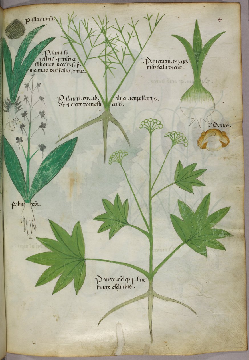 Botanická ilustrace, asi 1440 (tuš a barva na pergamenu) od Italian School