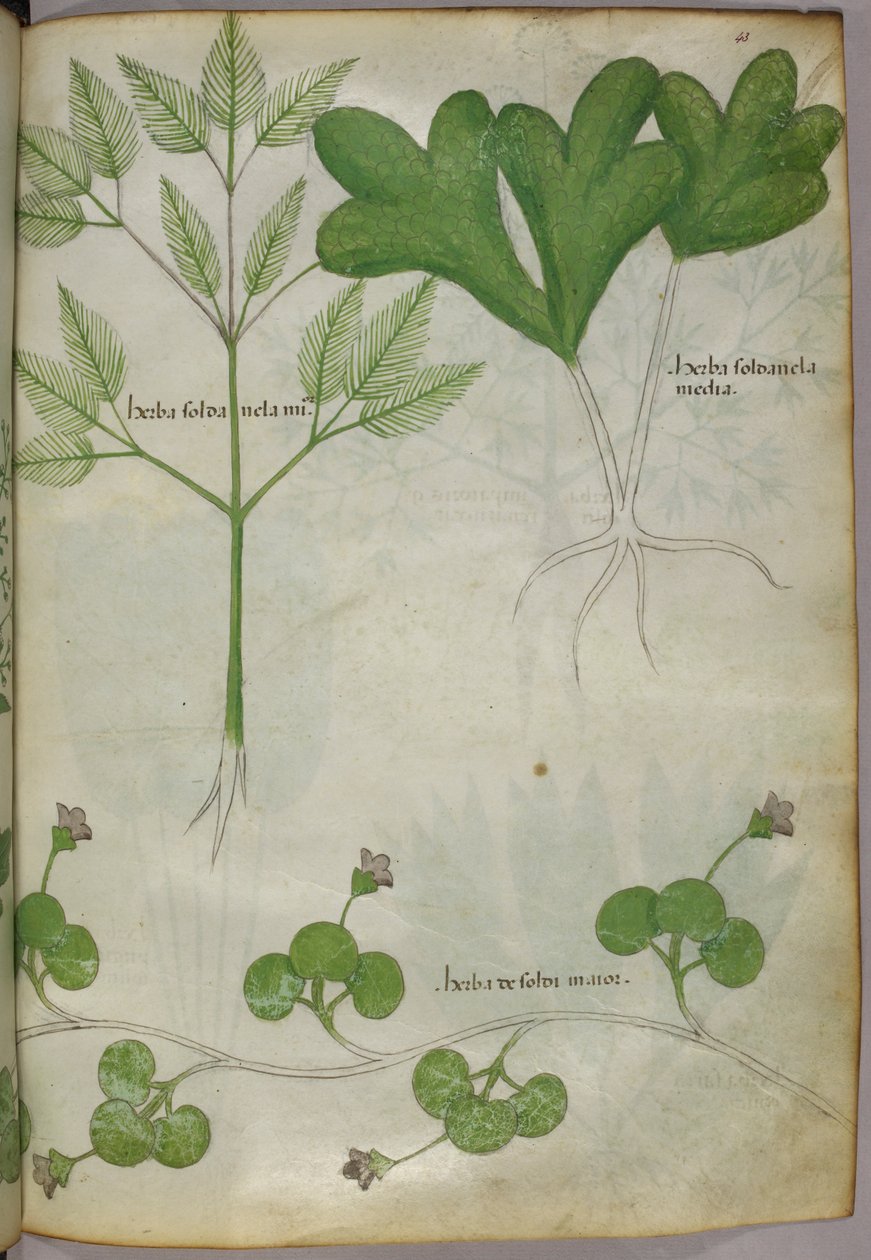 Botanická ilustrace, asi 1440 (tuš a barva na pergamenu) od Italian School