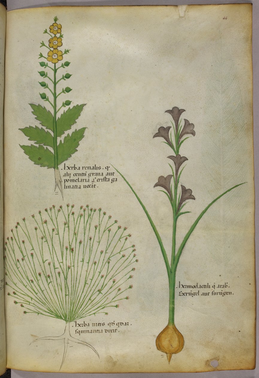 Botanická ilustrace, asi 1440 (tuš a barva na pergamenu) od Italian School