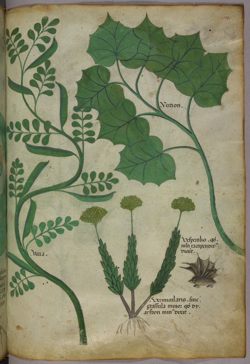 Botanická ilustrace, asi 1440 (tuš a barva na pergamenu) od Italian School