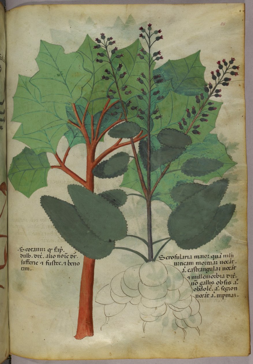 Botanická ilustrace, asi 1440 (tuš a barva na pergamenu) od Italian School