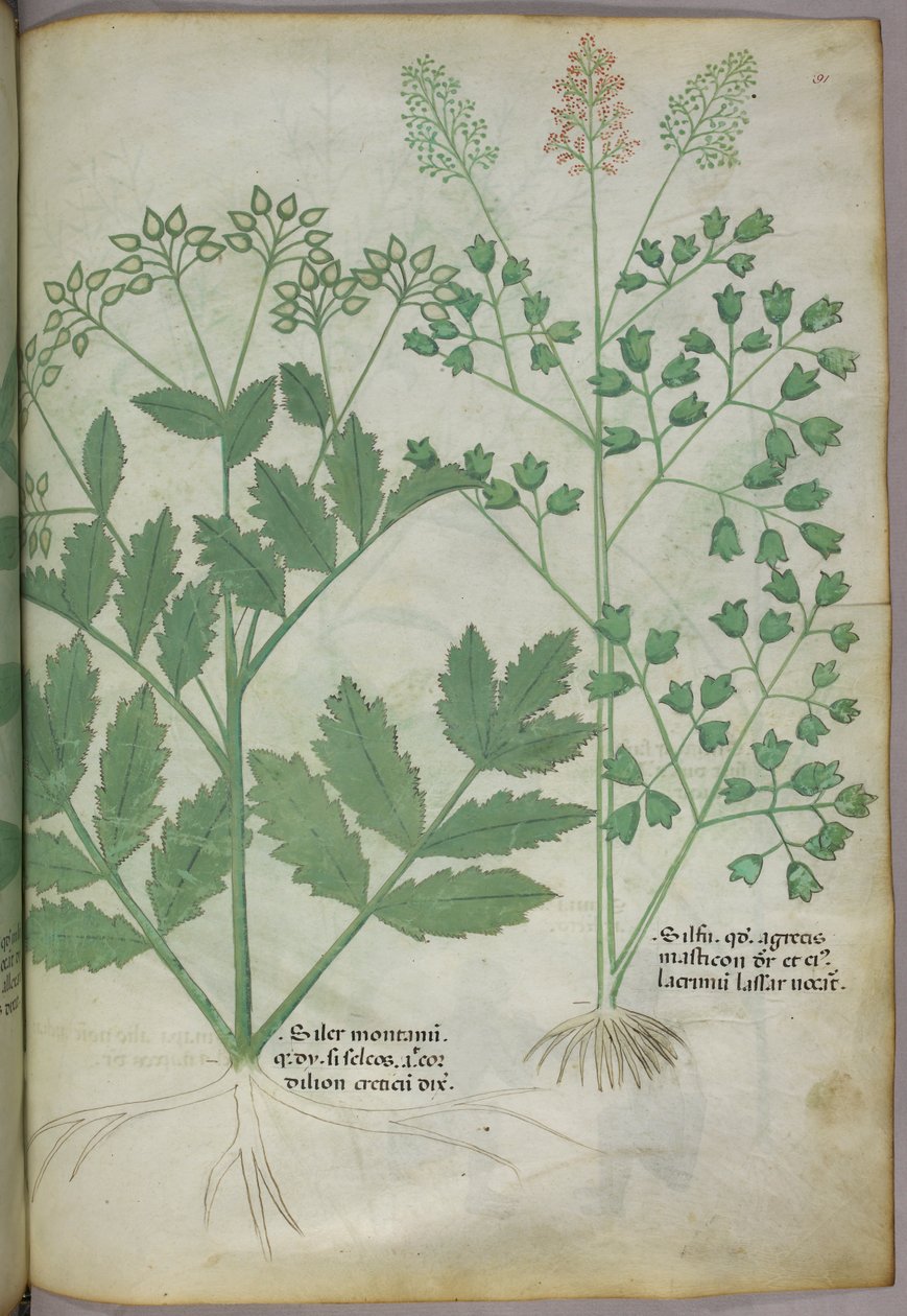 Botanická ilustrace, asi 1440 (tuš a barva na pergamenu) od Italian School