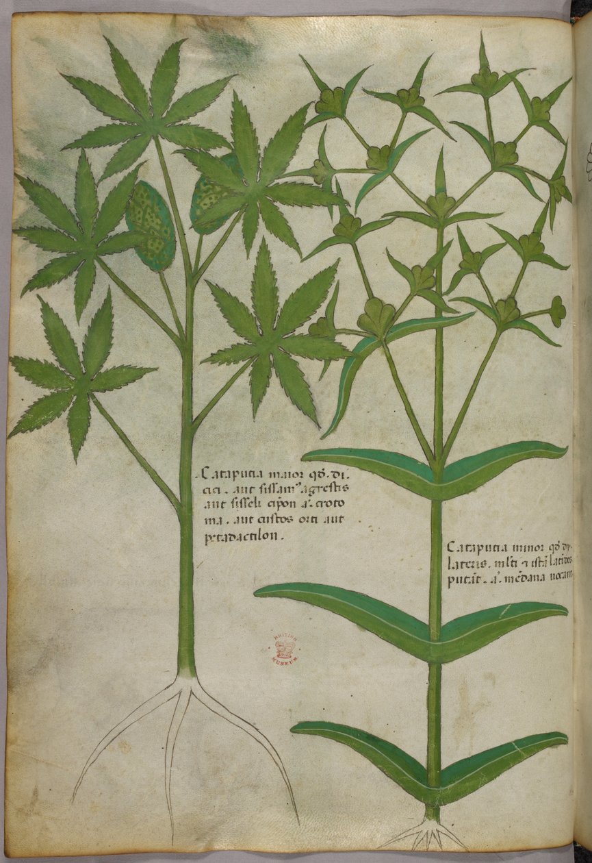 Botanická ilustrace, asi 1440 (tuš a barva na pergamenu) od Italian School