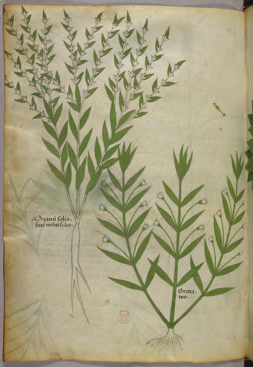 Botanická ilustrace, asi 1440 (tuš a barva na pergamenu) od Italian School