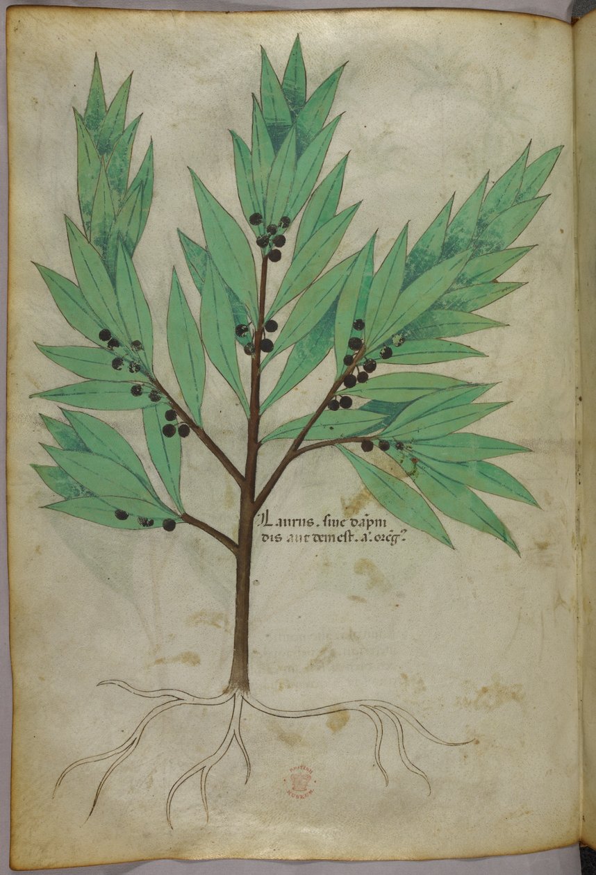 Botanická ilustrace, asi 1440 (tuš a barva na pergamenu) od Italian School