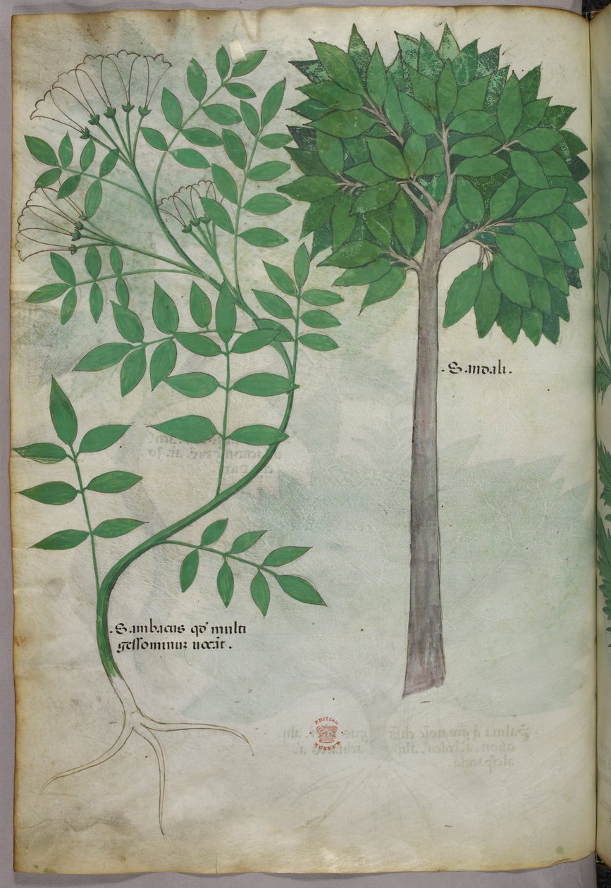 Botanická ilustrace, asi 1440 (tuš a barva na pergamenu) od Italian School