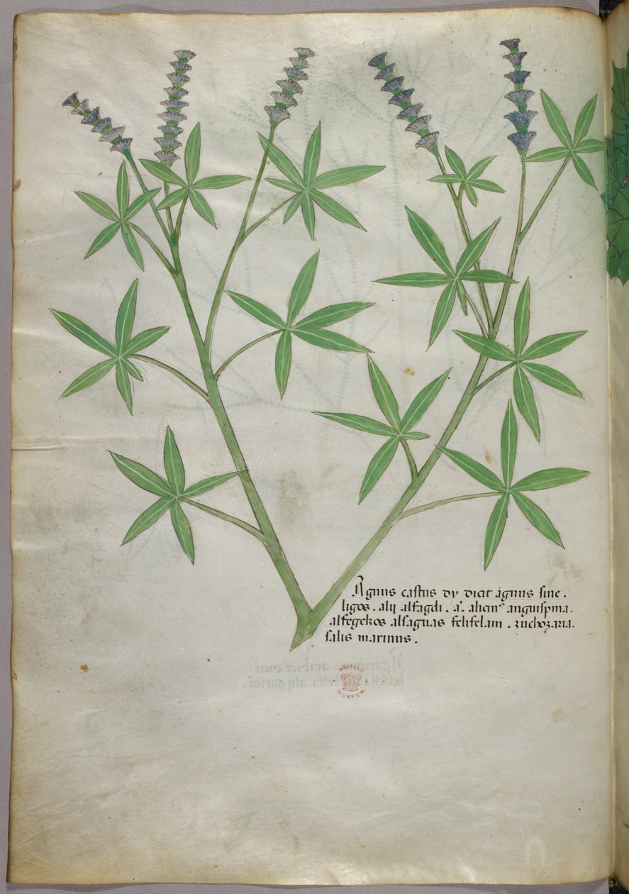 Botanická ilustrace, asi 1440 (tuš a barva na pergamenu) od Italian School