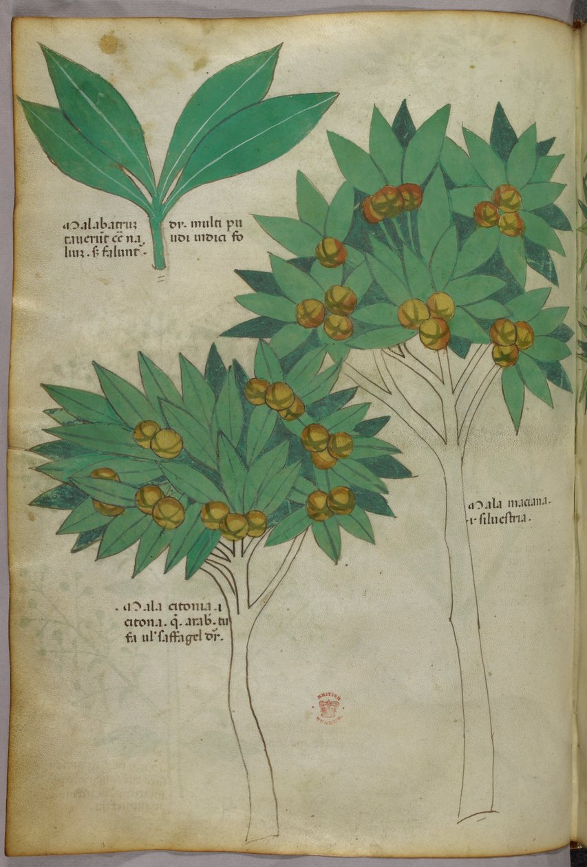 Botanická ilustrace, asi 1440 (tuš a barva na pergamenu) od Italian School