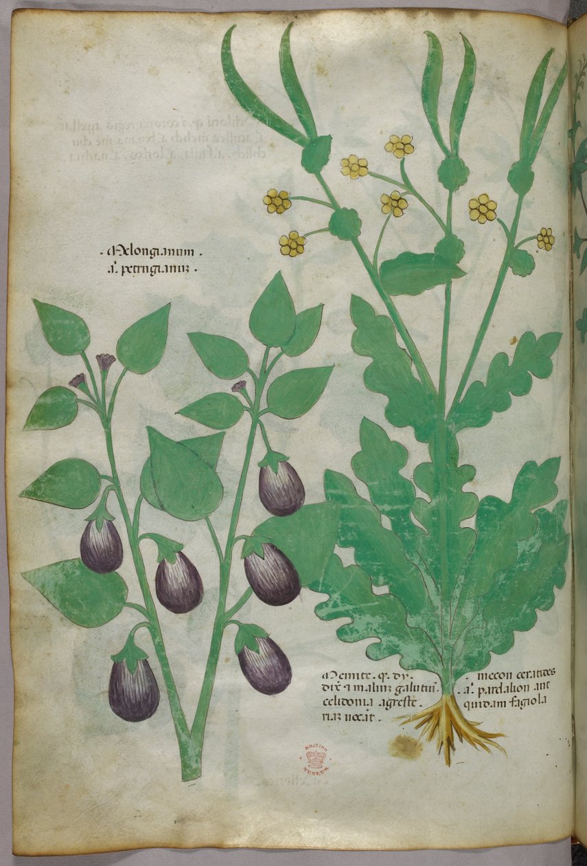 Botanická ilustrace, asi 1440 (tuš a barva na pergamenu) od Italian School