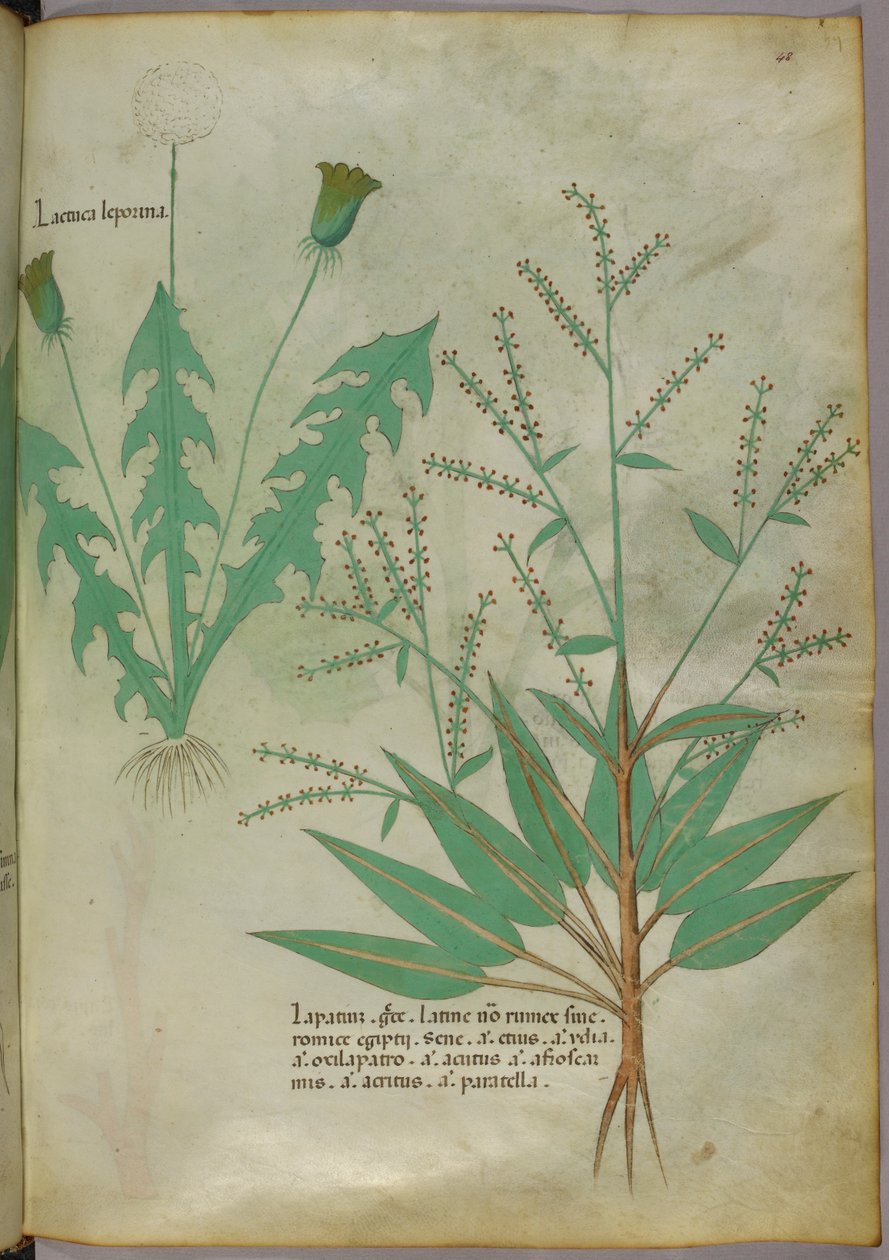 Botanická ilustrace, asi 1440 (tuš a barva na pergamenu) od Italian School