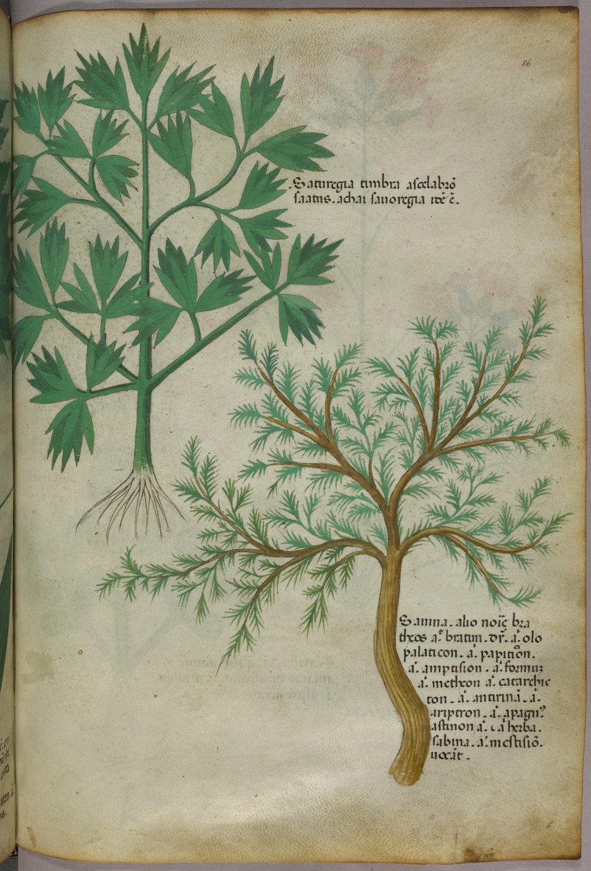 Botanická ilustrace, asi 1440 (tuš a barva na pergamenu) od Italian School