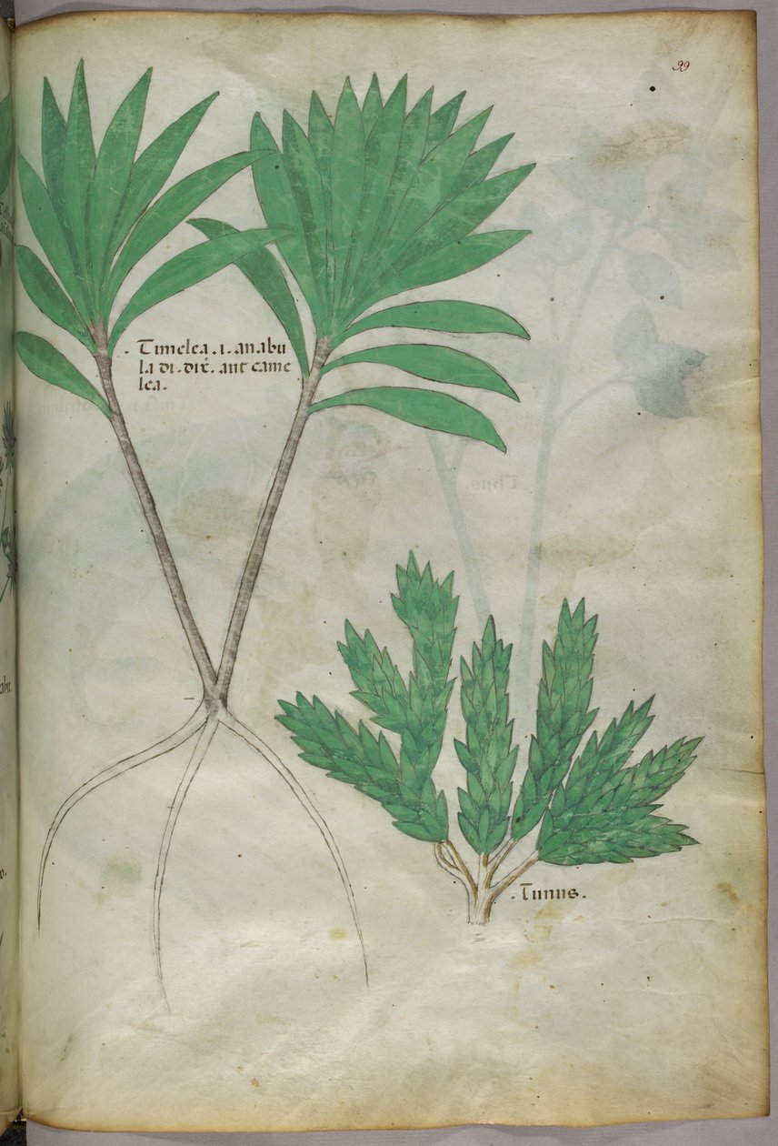 Botanická ilustrace, asi 1440 (tuš a barva na pergamenu) od Italian School