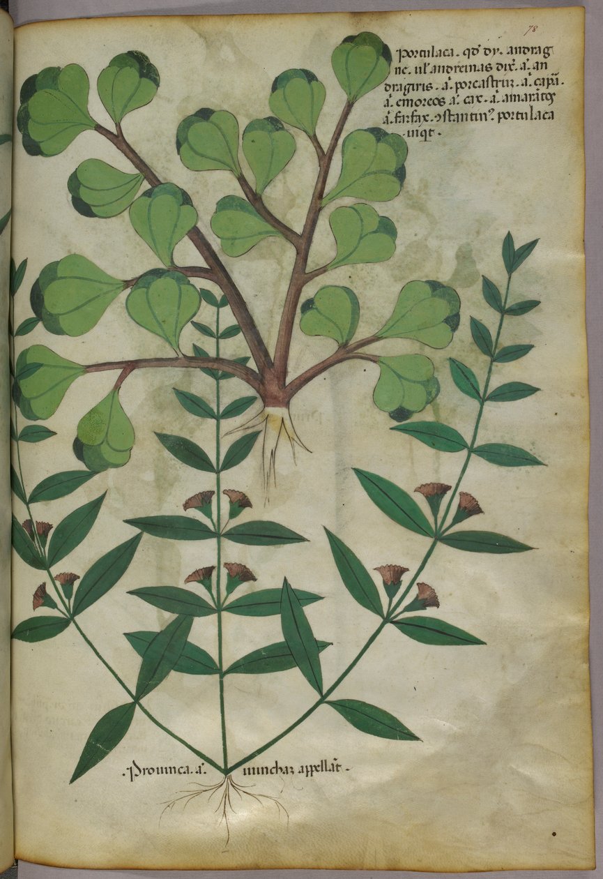 Botanická ilustrace, asi 1440 (tuš a barva na pergamenu) od Italian School